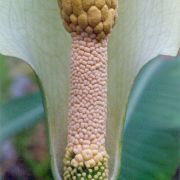 Image of Amorphophallus albus  Liu & Wei.