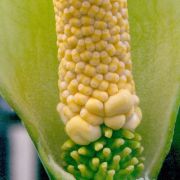 Image of Amorphophallus albus  Liu & Wei.