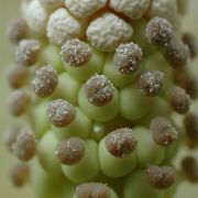 Image of Amorphophallus amygdaloides  Hett. & M. Sizemore.