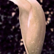 Image of Amorphophallus amygdaloides  Hett. & M. Sizemore.