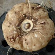 Image of Amorphophallus andranogidroensis  Hett. & Mangelsdorff.