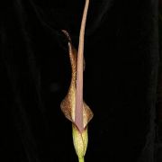 Image of Amorphophallus andranogidroensis  Hett. & Mangelsdorff.