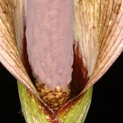 Image of Amorphophallus andranogidroensis  Hett. & Mangelsdorff.