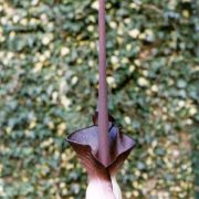 Image of Amorphophallus angolensis  (Welw. ex Schott) N.E. Br..