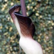 Image of Amorphophallus angolensis  (Welw. ex Schott) N.E. Br..