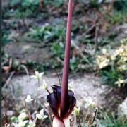 Image of Amorphophallus angolensis  (Welw. ex Schott) N.E. Br..