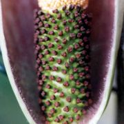 Image of Amorphophallus angolensis  (Welw. ex Schott) N.E. Br..