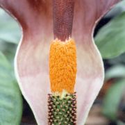 Image of Amorphophallus angolensis  (Welw. ex Schott) N.E. Br..