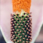 Image of Amorphophallus angolensis  (Welw. ex Schott) N.E. Br..