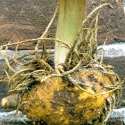 Image of Amorphophallus angolensis  (Welw. ex Schott) N.E. Br..