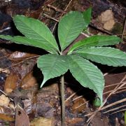 Image of Amorphophallus angulatus  Hett. & A. Vogel.