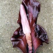 Image of Amorphophallus angulatus  Hett. & A. Vogel.