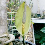 Image of Amorphophallus angustispathus  Hett..