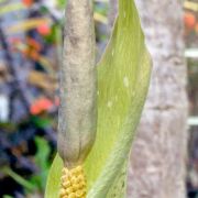 Image of Amorphophallus angustispathus  Hett..