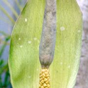 Image of Amorphophallus angustispathus  Hett..