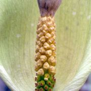 Image of Amorphophallus angustispathus  Hett..