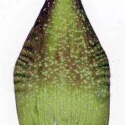 Image of Amorphophallus angustispathus  Hett..