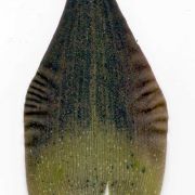 Image of Amorphophallus angustispathus  Hett..