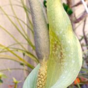 Image of Amorphophallus angustispathus  Hett..