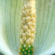 Image of Amorphophallus angustispathus  Hett..