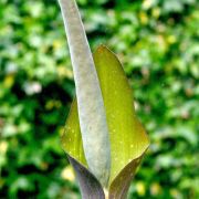 Image of Amorphophallus angustispathus  Hett..