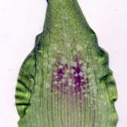 Image of Amorphophallus angustispathus  Hett..