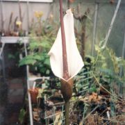 Image of Amorphophallus ankarana  Hett..