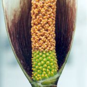 Image of Amorphophallus ankarana  Hett..