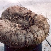 Image of Amorphophallus ankarana  Hett..