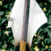 Image of Amorphophallus ankarana  Hett..