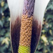 Image of Amorphophallus ankarana  Hett..