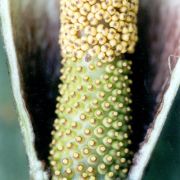 Image of Amorphophallus ankarana  Hett..