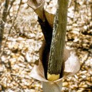 Image of Amorphophallus ankarana  Hett..