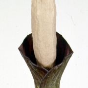 Image of Amorphophallus annulifer  Hett..