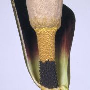 Image of Amorphophallus annulifer  Hett..