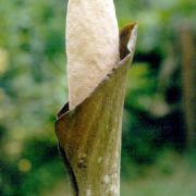 Image of Amorphophallus annulifer  Hett..