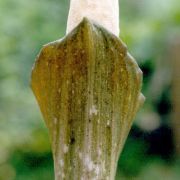 Image of Amorphophallus annulifer  Hett..