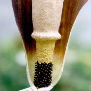 Image of Amorphophallus annulifer  Hett..