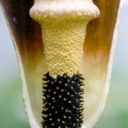 Image of Amorphophallus annulifer  Hett..