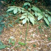 Image of Amorphophallus annulifer  Hett..