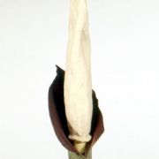 Image of Amorphophallus annulifer  Hett..