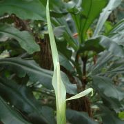 Image of Amorphophallus antsingyensis  Bogner, Hett. & Ittenb..