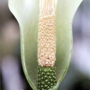 Image of Amorphophallus antsingyensis  Bogner, Hett. & Ittenb..