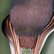 Image of Amorphophallus aphyllus  (Hook.) Hutch..