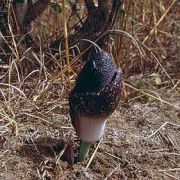 Image of Amorphophallus aphyllus  (Hook.) Hutch..