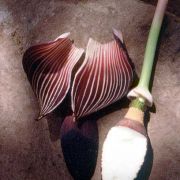 Image of Amorphophallus aphyllus  (Hook.) Hutch..