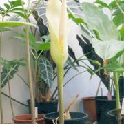 Image of Amorphophallus asterostigmatus  Bogn. & Hett..