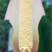 Image of Amorphophallus atroviridis  Hett..