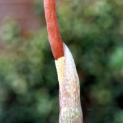 Image of Amorphophallus atroviridis  Hett..