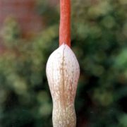 Image of Amorphophallus atroviridis  Hett..